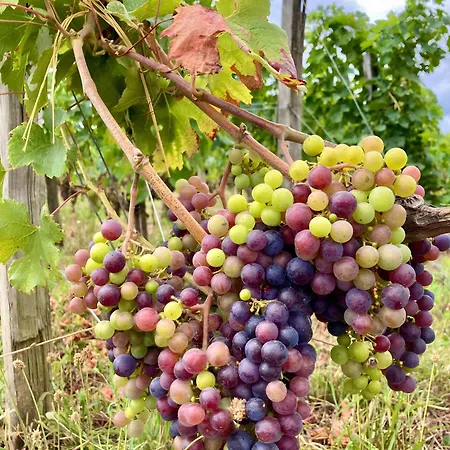 La Vigne Semesterbostad *